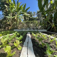 Organic Garden (4)